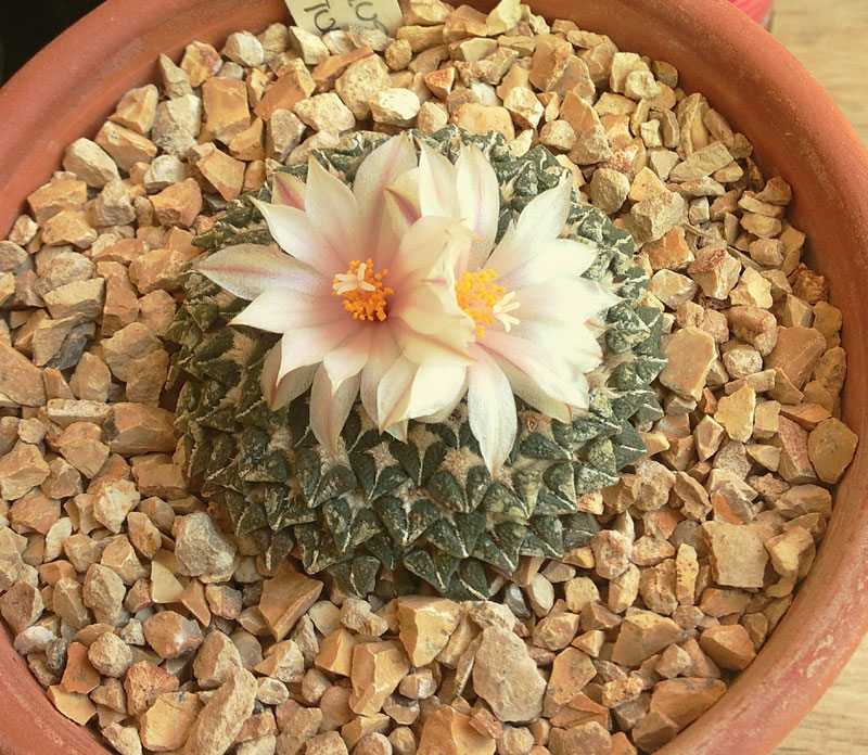 Ariocarpus kotschoubeyanus v. albiflorous